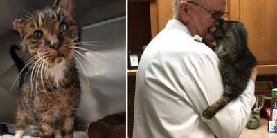Это невероятно: добрый ветеринар и старый больной кот обрели друг друга - mur.tv - Сша - штат Нью-Джерси
