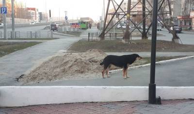 В центре посёлка Боровский на тюменца напала собака - mur.tv