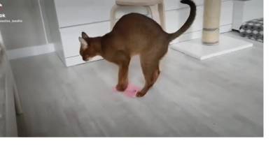 Петербургская кошка Алиса моет полы и учит этому своих котят - mur.tv