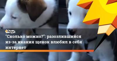 “Сколько можно?”: разозлившийся из-за икания щенок влюбил в себя интернет - mur.tv