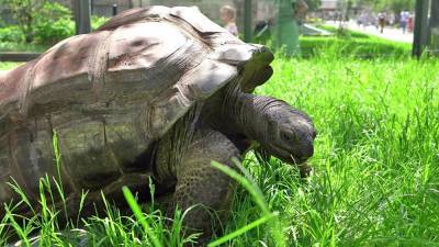 Сухопутные черепахи переехали в летний вольер Московского зоопарка - mur.tv