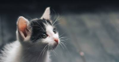 В Одессе от продавцов-живодеров спасли котят: из 62 в живых осталось меньше половины - mur.tv - Одесса - Киев