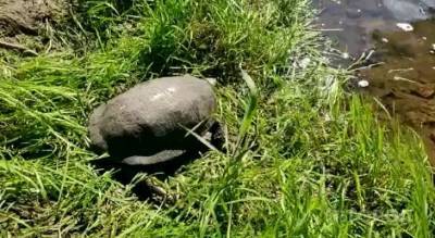 Рыбаки из Чувашии неожиданно повстречались с черепахой: “Живем тут больше 40 лет и никогда не видели” - mur.tv - республика Чувашия