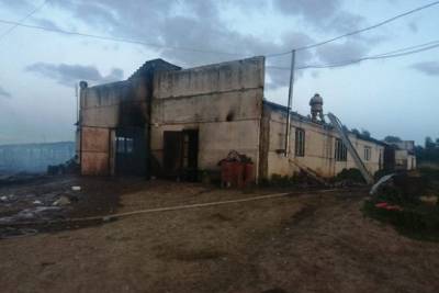 Десятки коров и телят заживо сгорели при пожаре на ферме в Зубцовском районе - mur.tv