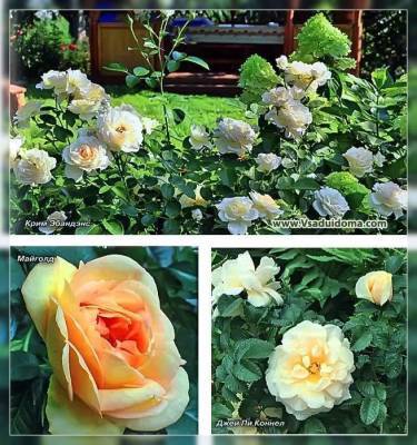 Сорта ранних роз – фото, название + описание - sadogorod.club