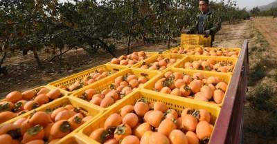 ФОТО: Как в Китае собирают хурму – фрукт, который может навредить человеку (1) - sadogorod.club - Китай - Мексика - Филиппины
