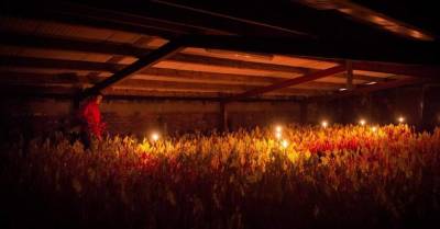 ФОТО: Почему в Англии ревень собирают при свечах (1) - sadogorod.club - Англия