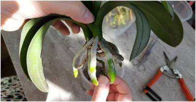 Необычная пересадка орхидеи в систему без субстрата - lifehelper.one
