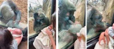 Невероятный момент: горилла очарована человеческим потомством (3 фото + 1 видео) - chert-poberi.ru - Сша - Бостон - штат Мэн - county Canyon