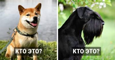 Тест: Сможете ли вы угадать породу собаки по фотографии? - mur.tv