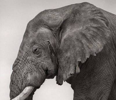 Зачем слону "второй хобот"? Или иначе: почему у слона такой огромный, мускулистый и гибкий член? - porosenka.net