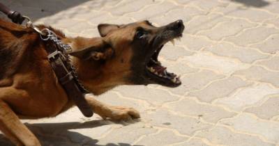Под Херсоном домашние собаки напали на детей: правоохранители применили оружие - mur.tv - Одесса - Херсон - Херсонская обл.