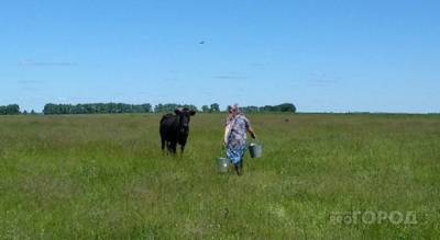 В Чувашии владельцам коров начали раздавать деньги - mur.tv - республика Чувашия