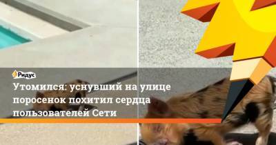 Утомился: уснувший на улице поросенок похитил сердца пользователей Сети - mur.tv