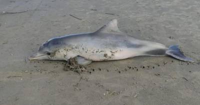В Бразилии дельфин погиб, запутавшись в женском нижнем белье - mur.tv - Бразилия