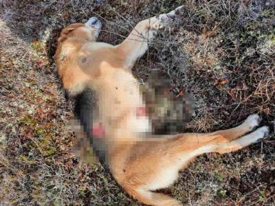 Полиция Ямала разбирается в деле о расстреле тундровиками чужих охотничьих собак - mur.tv - Россия