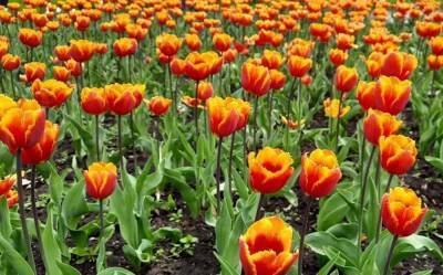 Где можно увидеть тюльпаны, как в Нидерландах? - lifehelper.one - Украина - Голландия