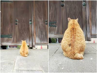 Кошка пришла к воротам храма, чтобы “отпустить грехи” - mur.tv - Япония