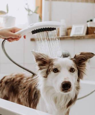 DogShower: первый ручной душ для собак от Hansgrohe - elle.ru