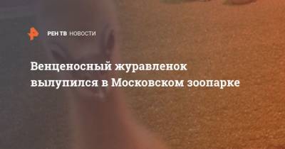 Светлана Акулова - Венценосный журавленок вылупился в Московском зоопарке - mur.tv - Москва