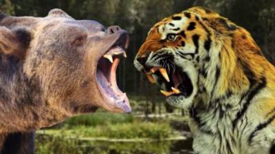Почему медведь сильнее любого льва и тигра - chert-poberi.ru