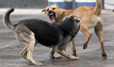 Следователи организовали проверку из-за нападения собак на на ребенка в Новомичуринске - mur.tv