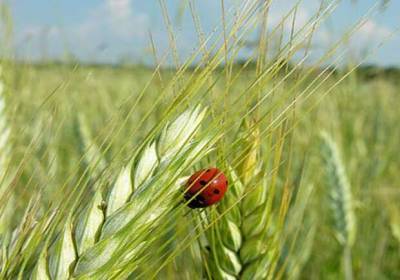 Как правильно использовать масло зародышей пшеницы - lublusebya.ru