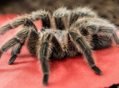 Все что нужно знать про укус тарантула » Тут гонева НЕТ! - goneva.net.ua