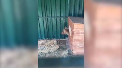 Видео из Сети. Зоозащитники забрали медвежонка, которого хозяин водил по пляжу - mur.tv - Челябинск