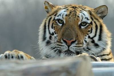 Тигры убили смотрителя и сбежали из зоопарка - mur.tv - Китай - Сучжоу