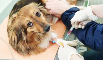 Владельцы кошек и собак смогут сделать своим питомцам прививку против COVID-19 - mur.tv - Россия