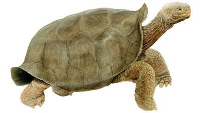 На Галапагосских островах нашли черепаху, считавшуюся вымершей с 1906 года - mur.tv - Сша