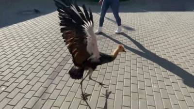Орнитологи Московского зоопарка выкормили птенца венценосного журавля - mur.tv - Москва