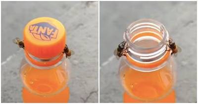 Пчелы захотели сладкой воды и открутили крышку газировки - mur.tv