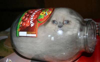“Жидкие терминаторы”: Кошки доказывают, что могут “просочиться” в любое пространство - mur.tv
