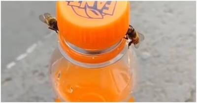 Две пчелы смогли открыть крышку бутылки с газировкой - porosenka.net