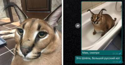 Мама, это Шлёпа, большой русский кот: как каракал стал героем соцсетей и почему его фото шлют родственникам - mur.tv