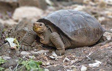 На Галапагосах нашли вид черепахи, который более века считали вымершим - mur.tv - Сша - Эквадор