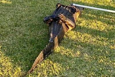 Собака сбежала из дома и погибла в пасти трехметрового аллигатора - mur.tv - Сша - штат Флорида