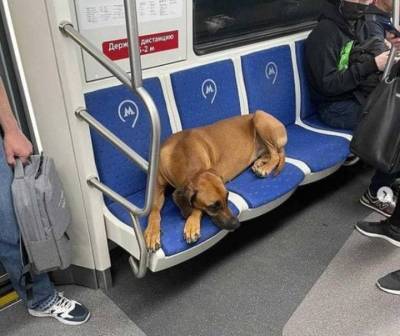 Дептранс попросил москвичей найти владельца собаки, потерявшейся в метро - mur.tv - Москва