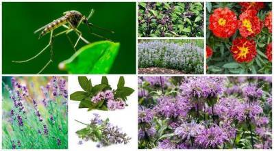 Названы 7 садовых растений, которые действительно защищают от комаров - sadogorod.club