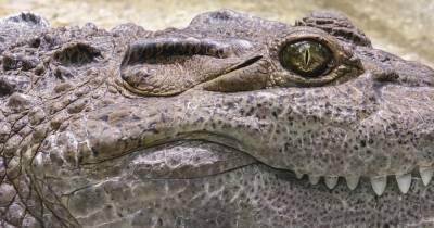 В США аллигатор променял жизнь в болоте на пляжный отдых - mur.tv - Сша - штат Техас - штат Луизиана