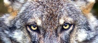 Уникальные факты про волка которые вы могли не знать » Тут гонева НЕТ! - goneva.net.ua