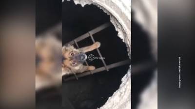 Трое суток в западне: в Благовещенске пожарные вытащили щенка из канализации - mur.tv - Россия - Благовещенск