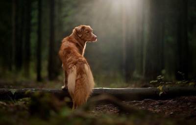 Стало известно, какие опасности поджидают домашнюю собаку на прогулке в лесу - mur.tv - Россия