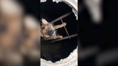 Видео из Сети. Трое суток в западне: в Благовещенске пожарные вытащили щенка из канализации - mur.tv - Благовещенск