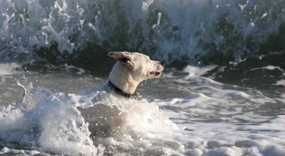 Море, солнце, пляж. Морская вода токсична для собак - mur.tv