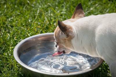 Наступает лето: ваша собака должна вдоволь пить - mur.tv