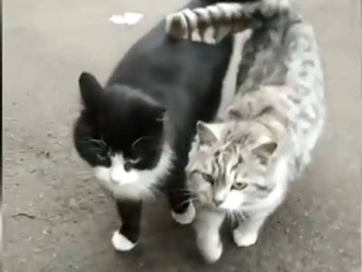 Друг в беде не бросит: вот они, настоящие кошачьи друзья! - mur.tv