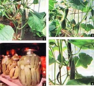 Выращивание огурцов в теплице, на теплой грядке, без химии (Оренбург) - sadogorod.club - Оренбург